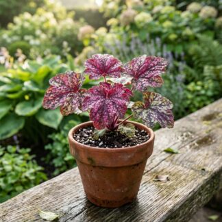 Pelargonia stojąca Pelargonium VIOLINO - sadzonka