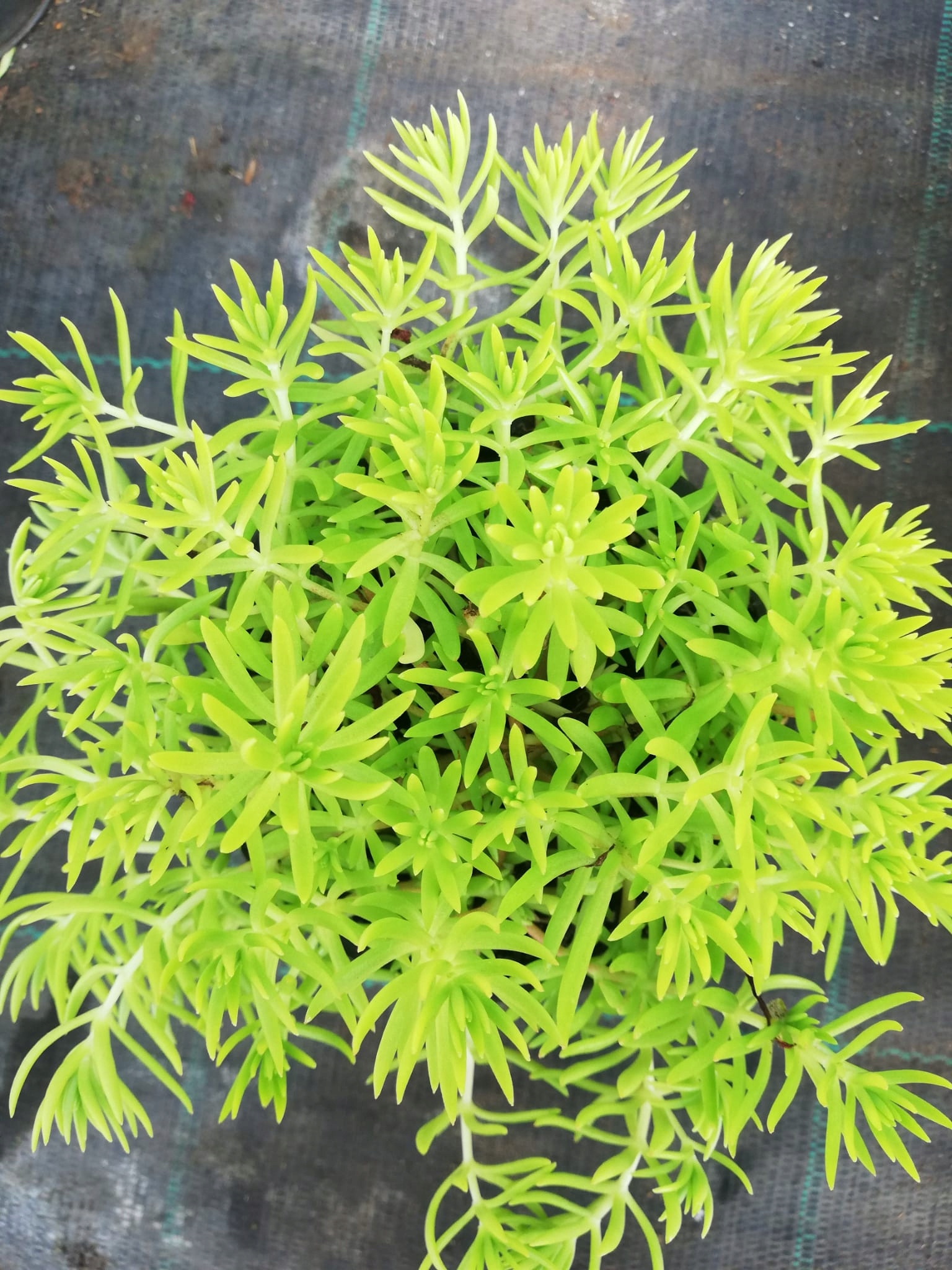 Sedum Rozchodnik Lemon Ball - sadzonka w doniczce