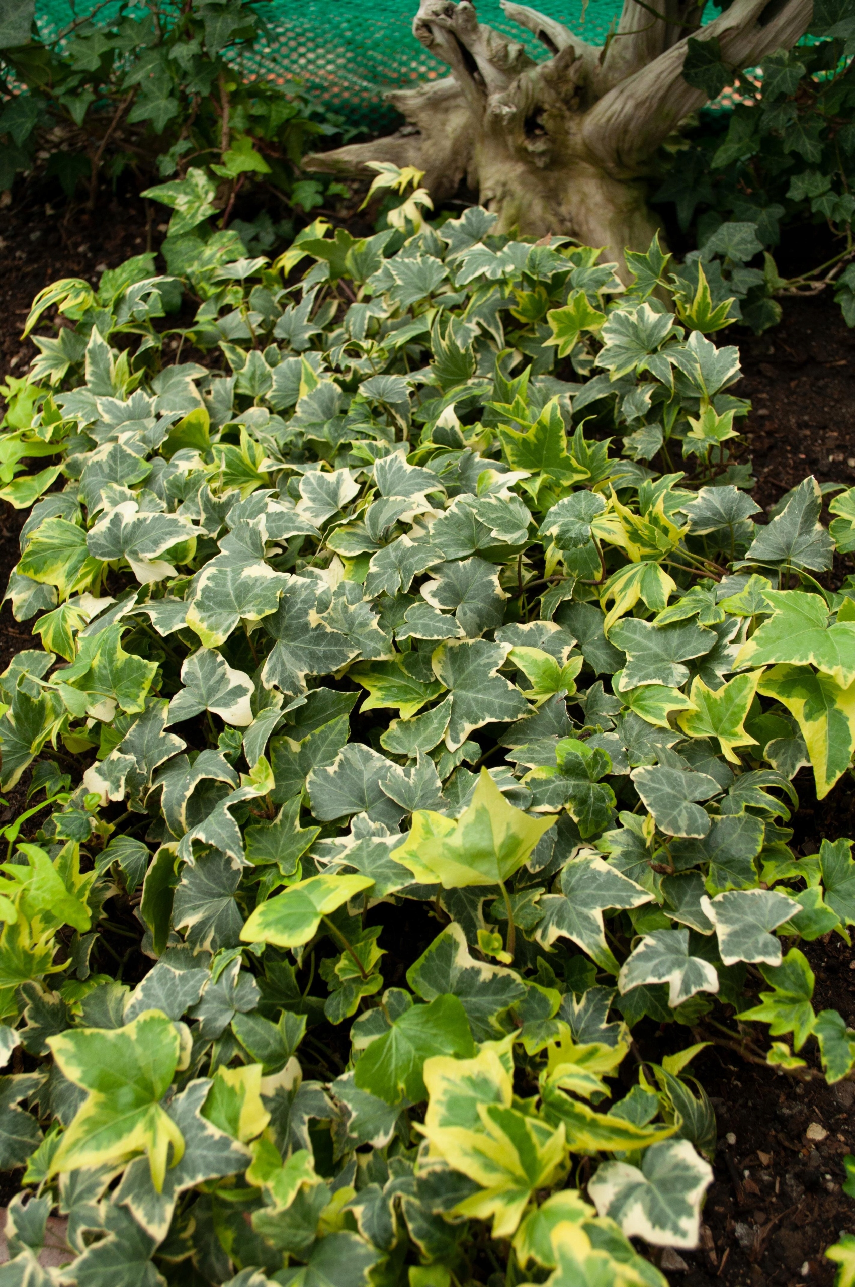 Bluszcz Yellow Wonder Hedera helix - sadzonka - obrazek 3