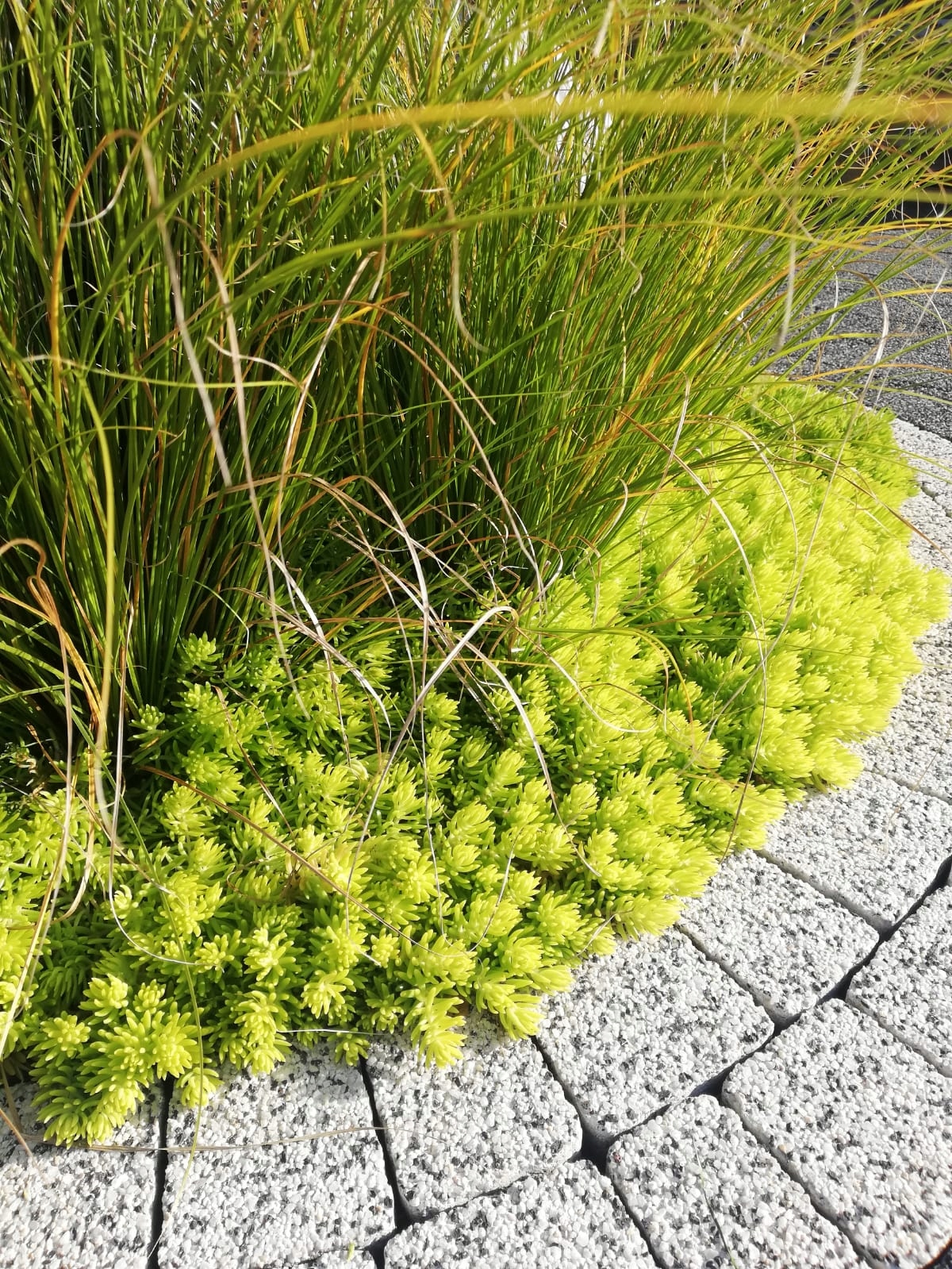 Sedum Rozchodnik Lemon Ball - sadzonka w doniczce - obrazek 2