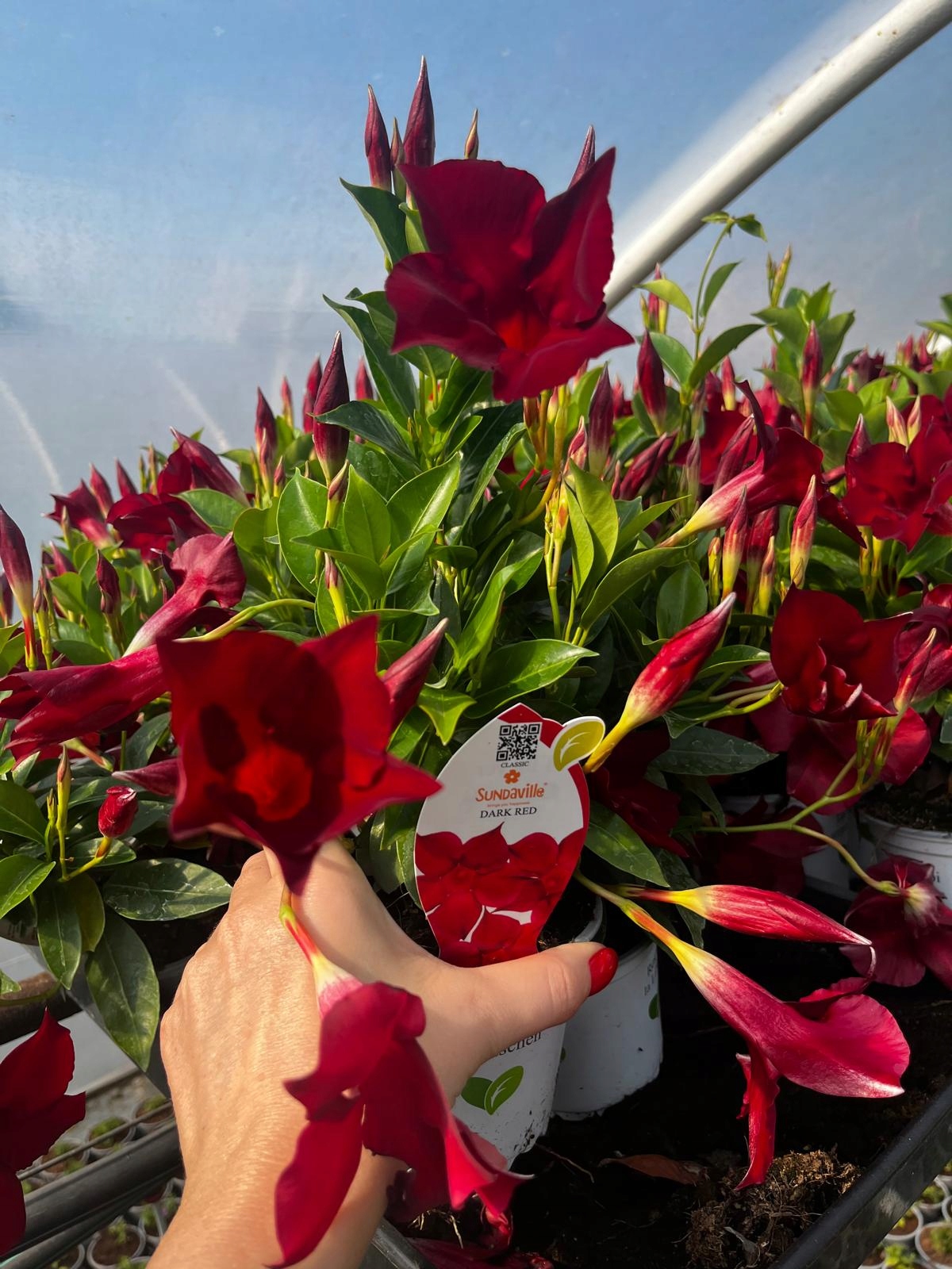 Sundavilla Mandevilla Dipladenia Classic DARK RED - sadzonka - obrazek 3
