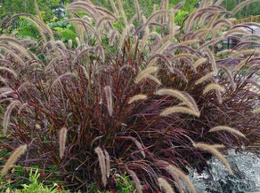 Trawa ozdobna Rozplenica Pennisetum RUBRUM - duża sadzonka
