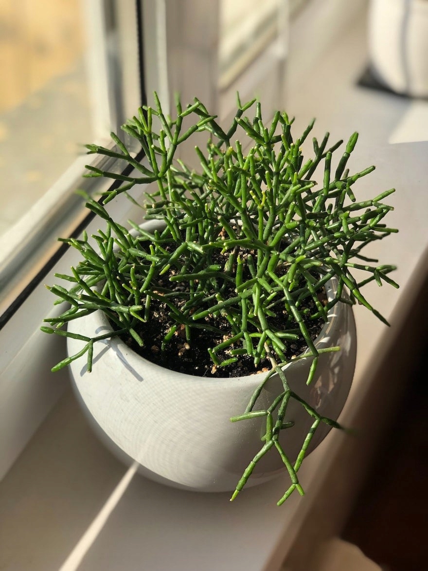 Rhipsalis Patyczak zielony - sadzonka w doniczce - obrazek 3