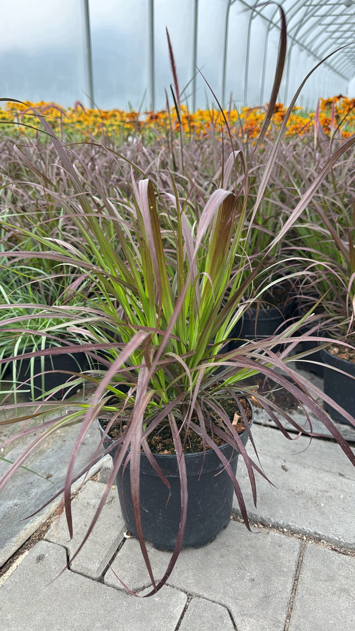 Trawa ozdobna Rozplenica Pennisetum RUBRUM - duża sadzonka - obrazek 5