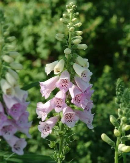 Naparstnica Digitalis purpurea Camelot LAVENDER - duża sadzonka - obrazek 7