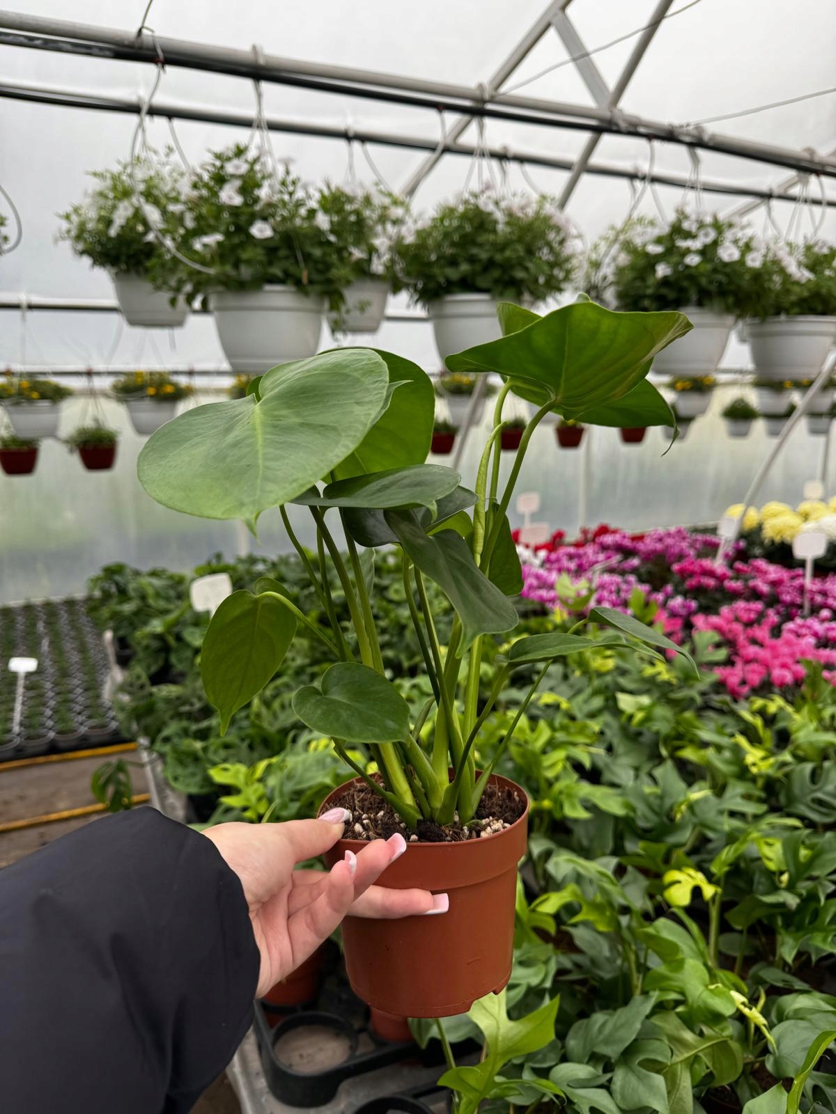 Monstera Deliciosa Monstera Dziurawa - roślina domowa - sadzonka - obrazek 2