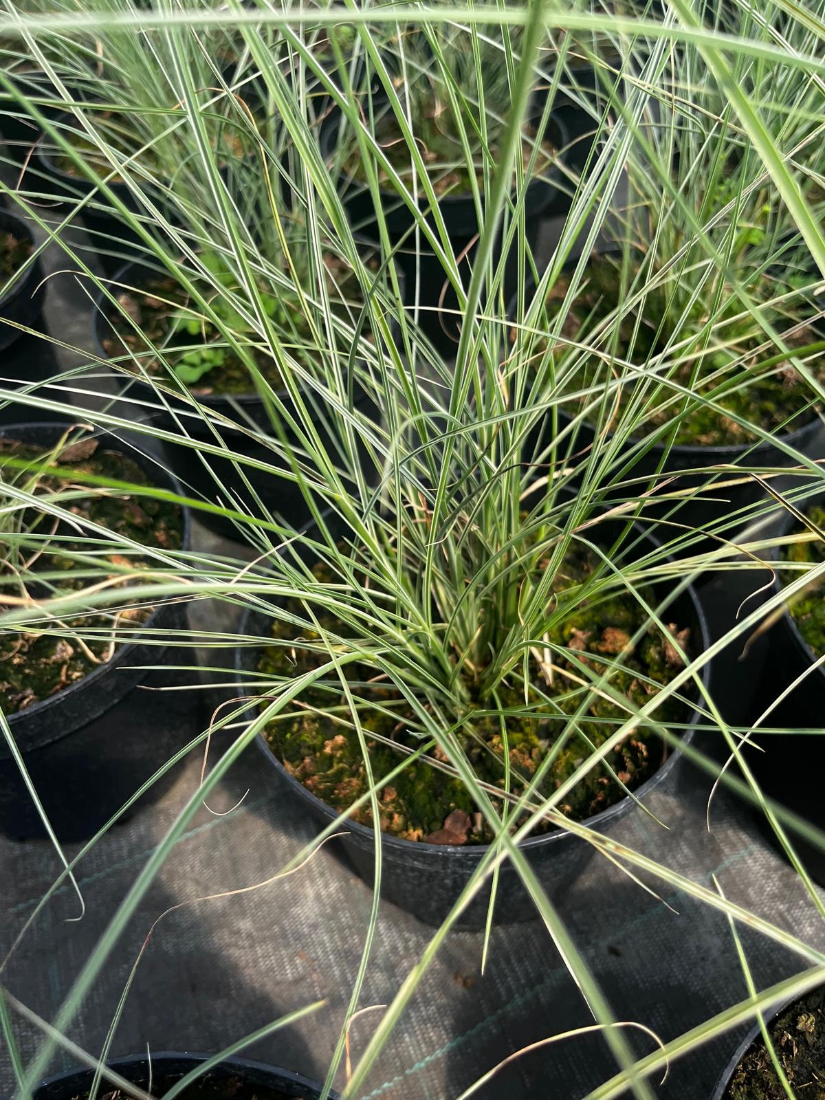 Trawa -Miscanthus MORNING LIGHT - obrazek 3