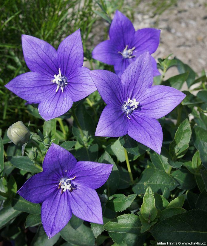 Rozwar wielkokwiatowy ASTRA - BLUE - sadzonka
