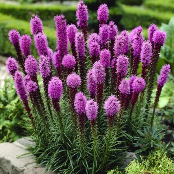 Liatra kłosowa 'Lilac-Pink'-Bylina ozdobna WIELOLETNIA - sadzonka - obrazek 3