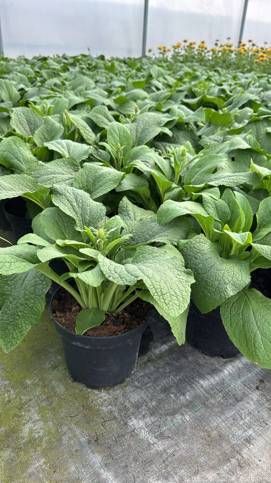 Naparstnica Digitalis purpurea Camelot WHITE - duża sadzonka - obrazek 5