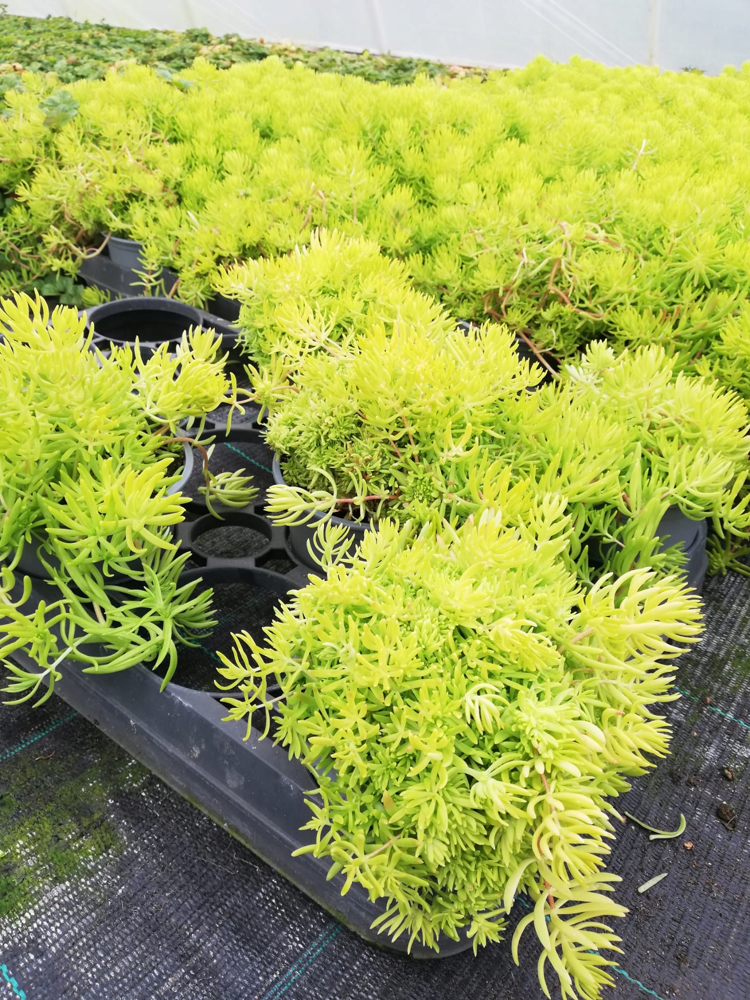 Sedum Rozchodnik Lemon Ball - sadzonka w doniczce - obrazek 9