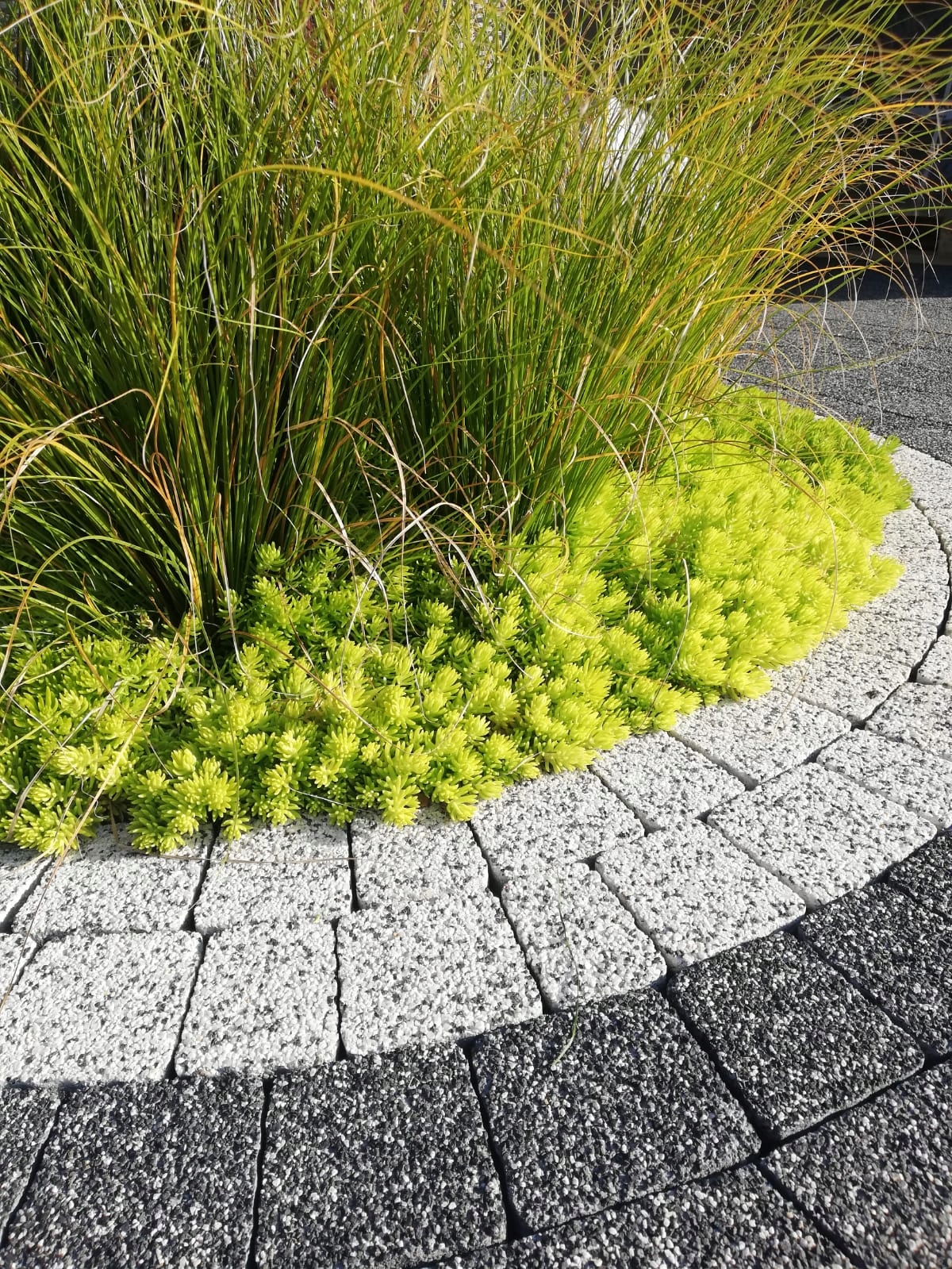 Sedum Rozchodnik Lemon Ball - sadzonka w doniczce - obrazek 10