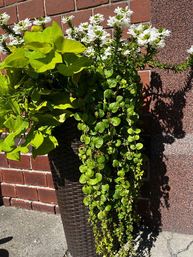 Tojeść Zielona Lysimachia nummularia - mrozoodporna - wieloletnia bylina - obrazek 7