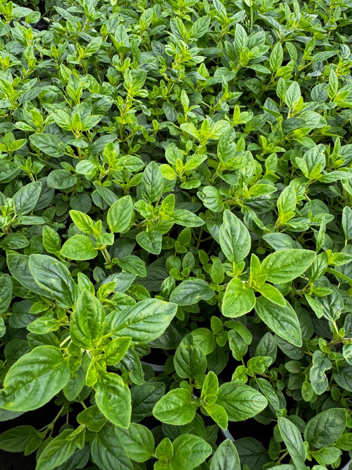 Oregano - aromatyczne zioło do kuchni i ogrodu - sadzonka - obrazek 3