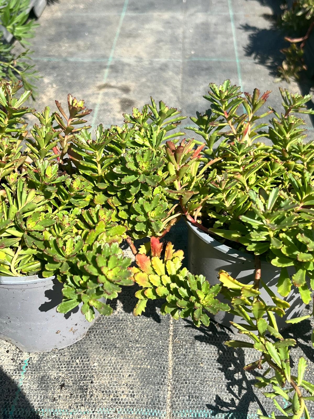 Sedum kamtschaticum Rozchodnik Kamczacki - sadzonka - obrazek 4