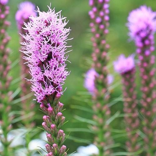 Liatra kłosowa 'Lilac-Pink'-Bylina ozdobna WIELOLETNIA - sadzonka - obrazek 4