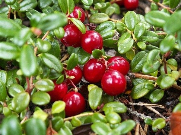 Żurawina wielkoowocowa Vaccinium macrocarpon - sadzonka - obrazek 2