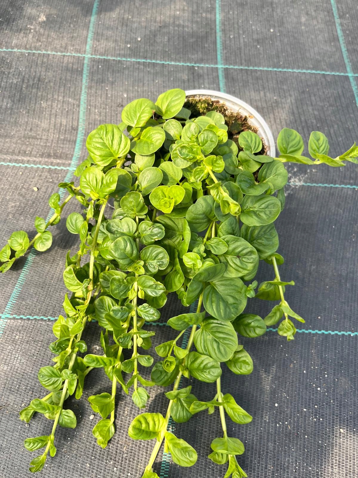 Tojeść Zielona Lysimachia nummularia - mrozoodporna - wieloletnia bylina - obrazek 2