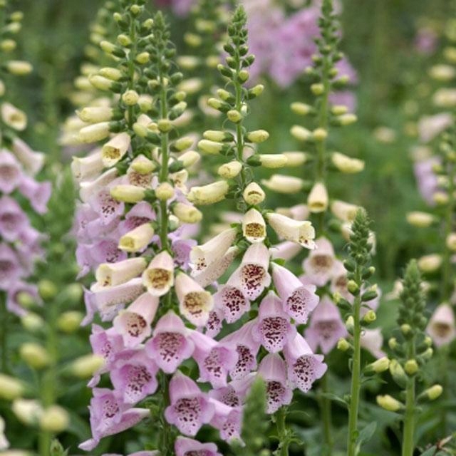 Naparstnica Digitalis purpurea Camelot LAVENDER - duża sadzonka - obrazek 3
