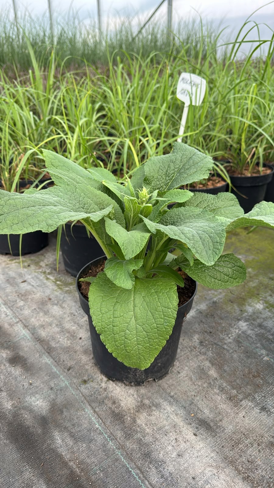 Naparstnica Digitalis purpurea Camelot WHITE - duża sadzonka - obrazek 6