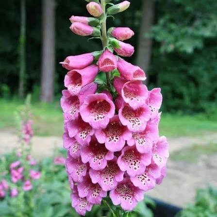 Naparstnica Digitalis purpurea Camelot ROSE - duża sadzonka - obrazek 6