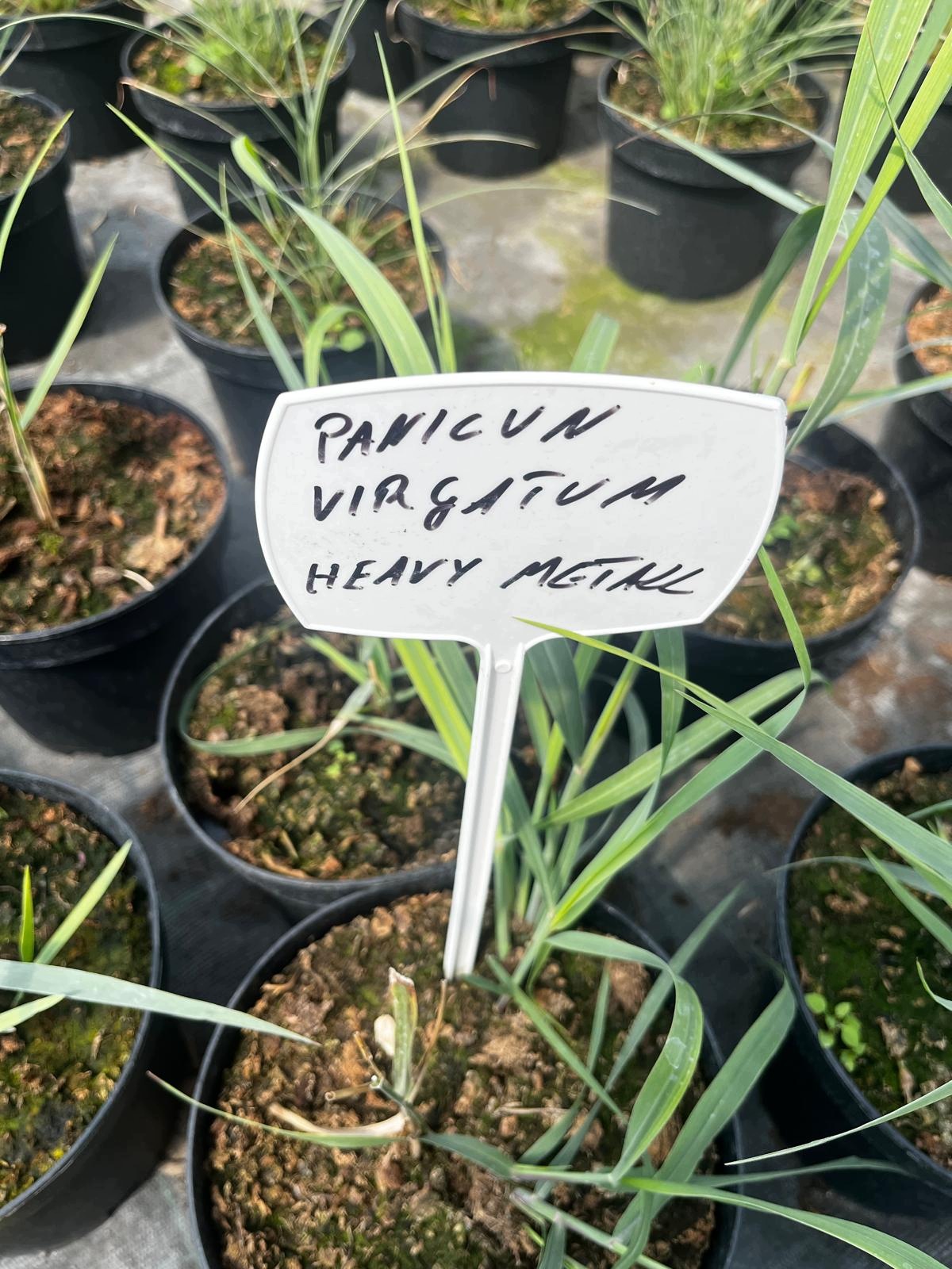 Trawa -Panicum HEAVY METAL - obrazek 5