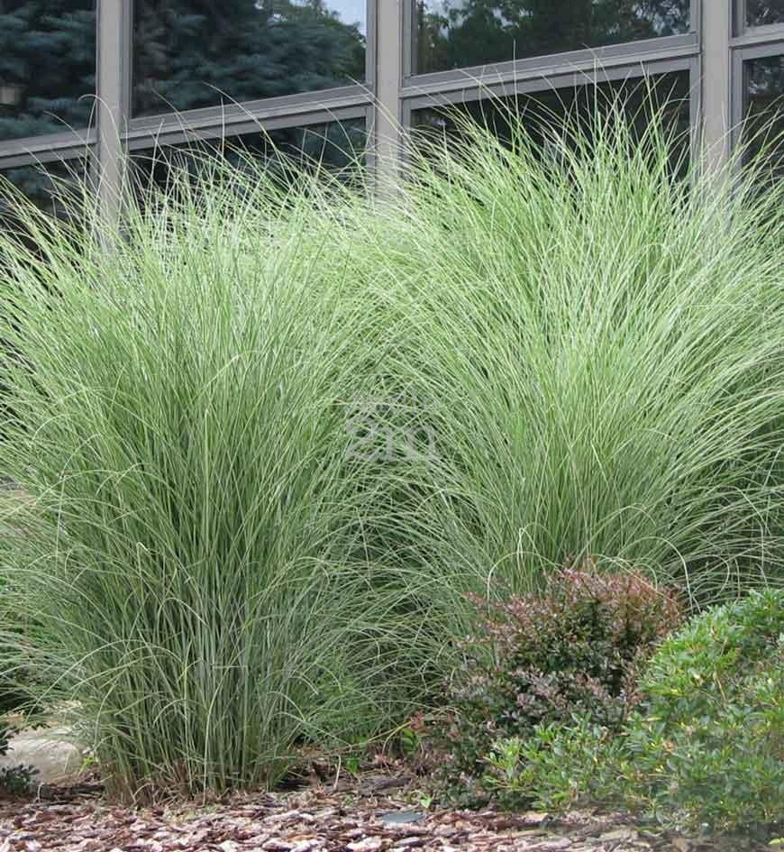 Trawa -Miscanthus MORNING LIGHT