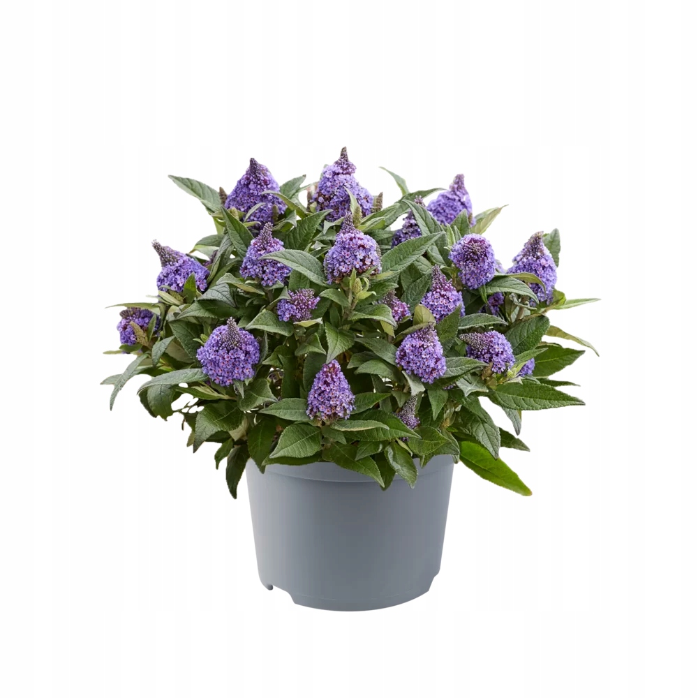 Budleja karłowa Buddleja davidii , fioletowe stożkowe kwiaty