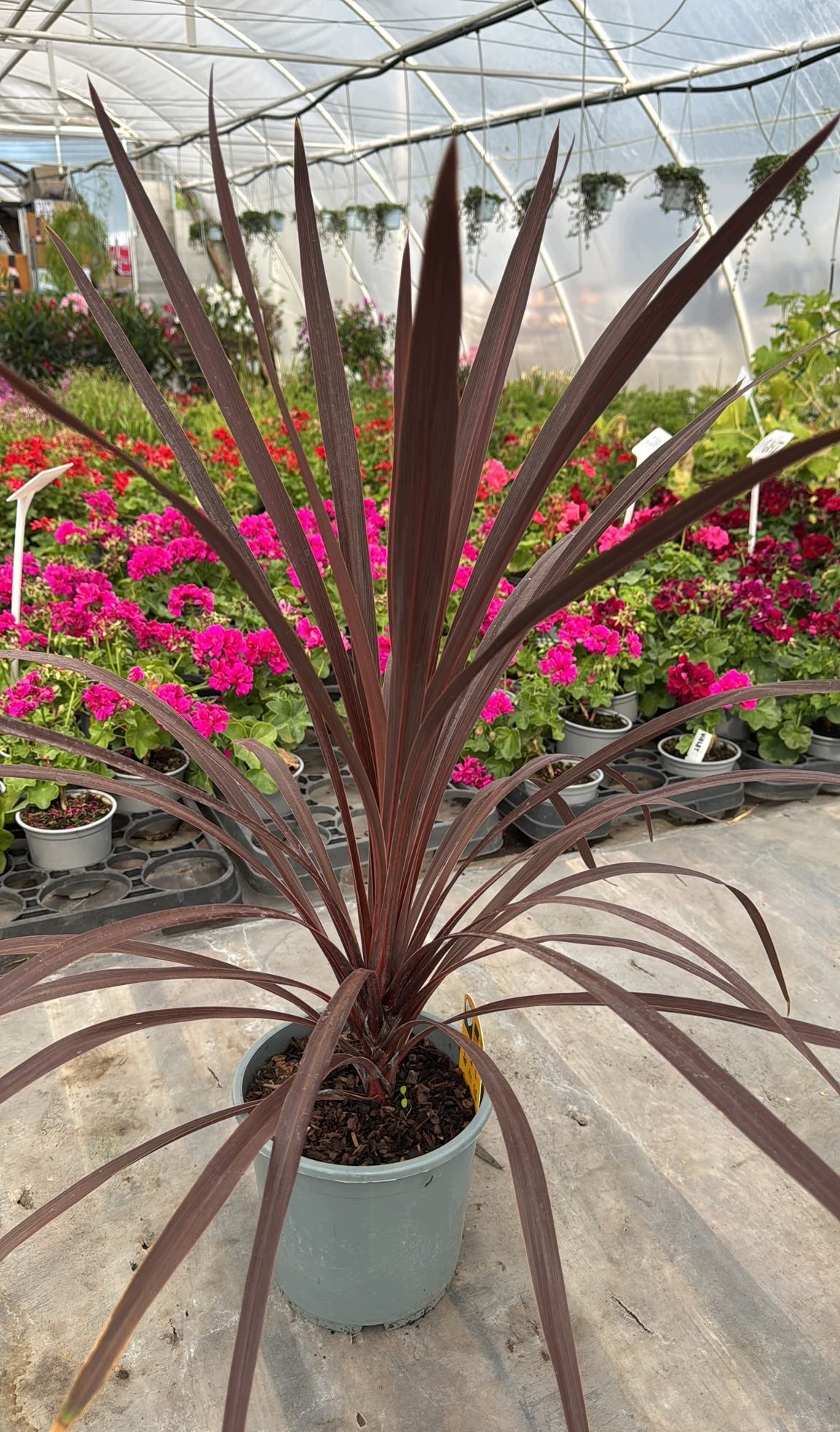 Kordylina australijska 'Red Star' Cordyline - sadzonka - obrazek 3