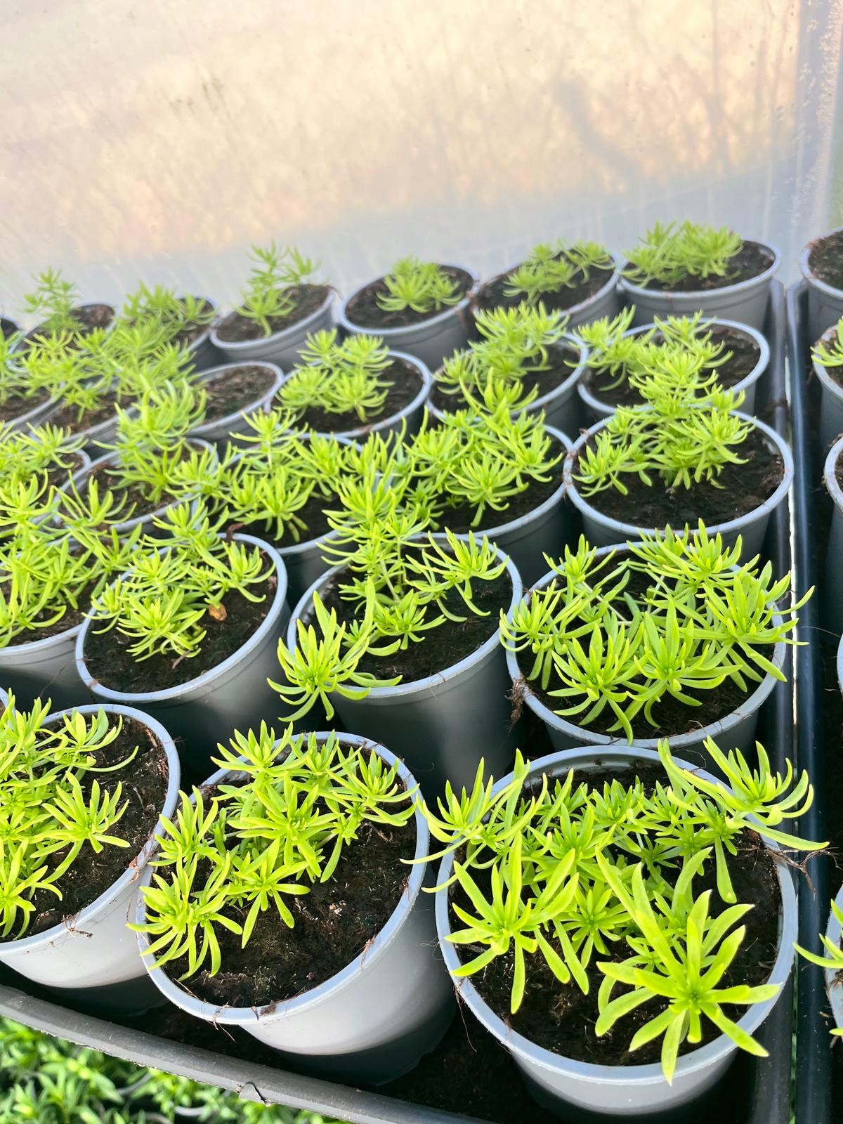 Sedum Rozchodnik Lemon Ball - sadzonka w doniczce - obrazek 11