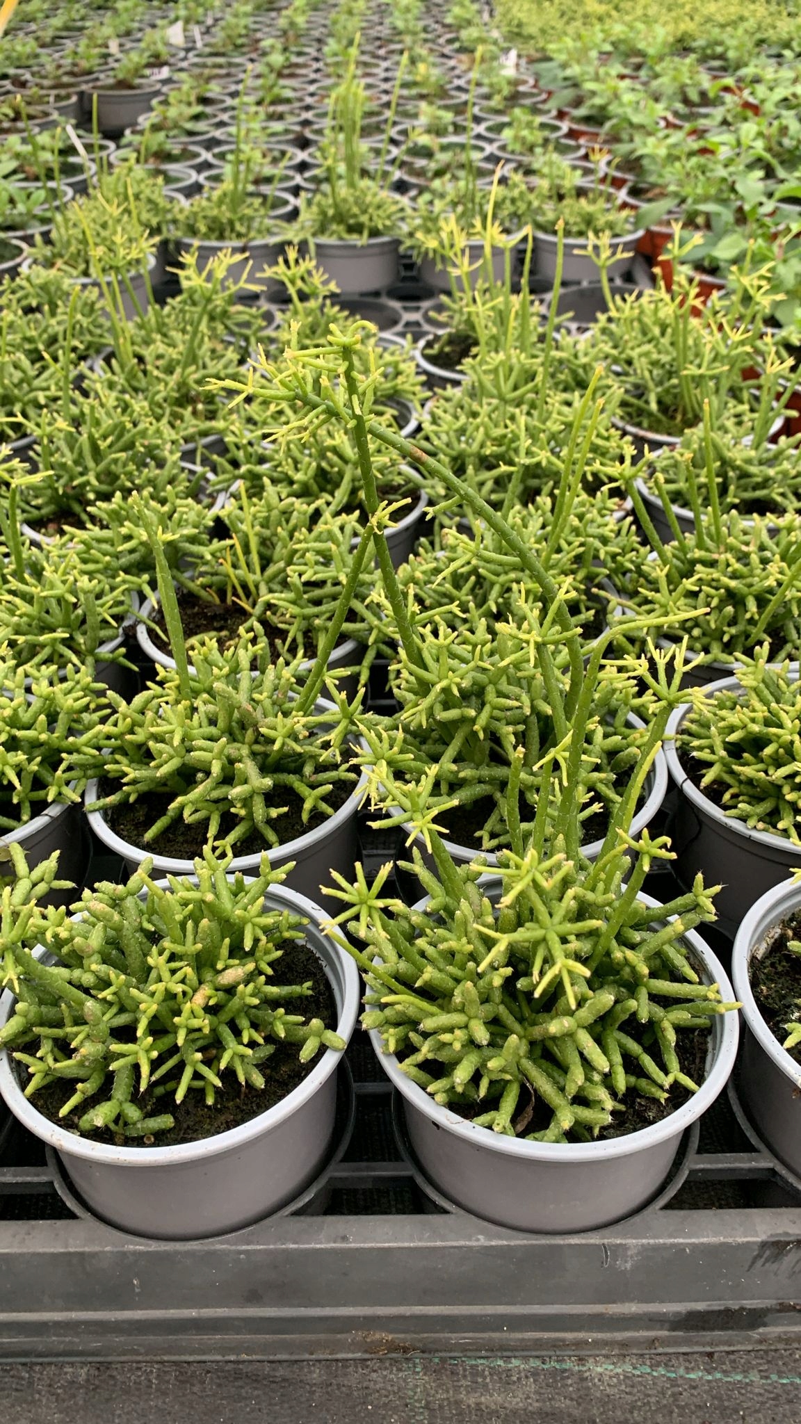 Rhipsalis Patyczak zielony - sadzonka w doniczce - obrazek 4