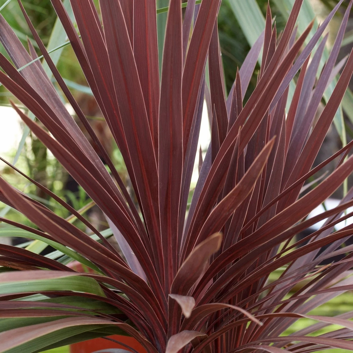 Kordylina australijska 'Red Star' Cordyline - sadzonka - obrazek 4