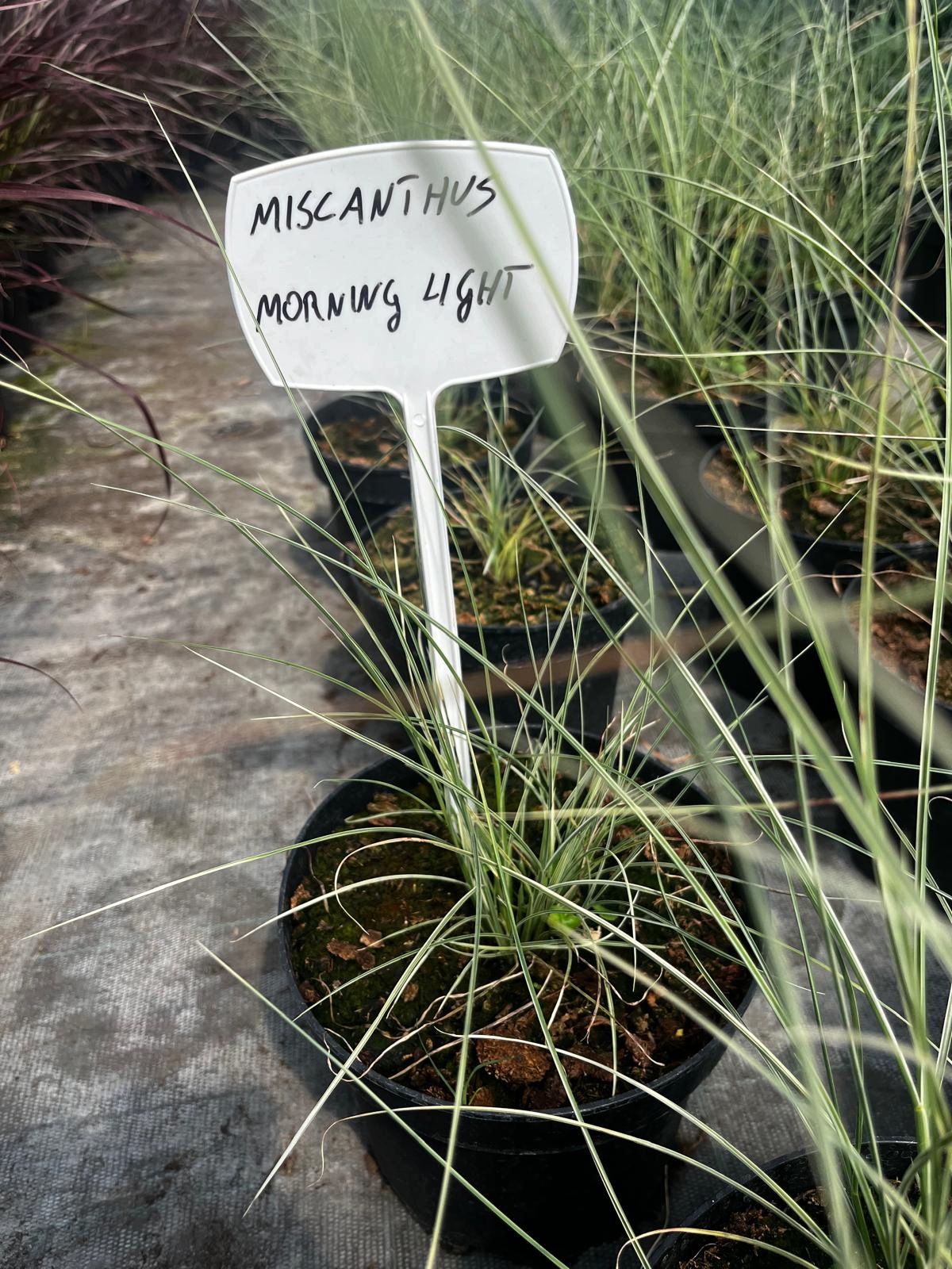 Trawa -Miscanthus MORNING LIGHT - obrazek 2