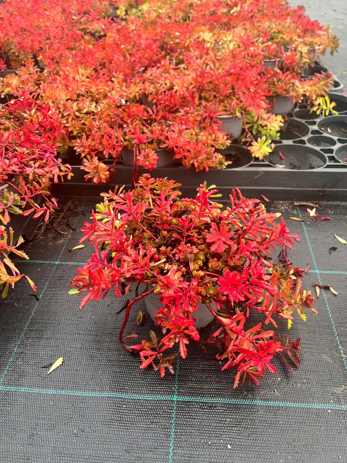 Sedum kamtschaticum Rozchodnik Kamczacki - sadzonka - obrazek 6