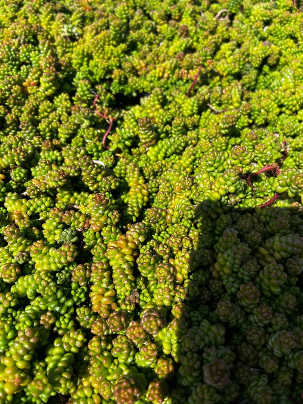 Sedum Album Rozchodnik Biały - sadzonka - obrazek 3