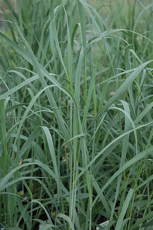 Trawa -Panicum HEAVY METAL - obrazek 4