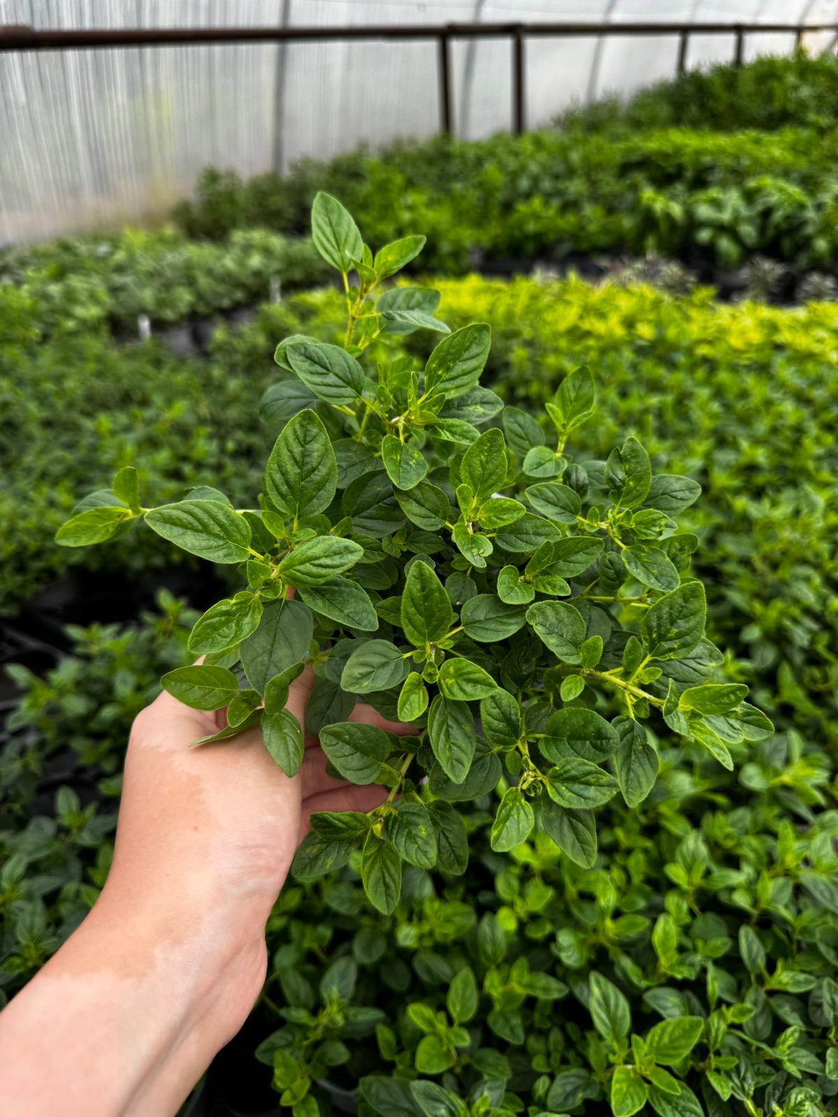Oregano - aromatyczne zioło do kuchni i ogrodu - sadzonka - obrazek 2
