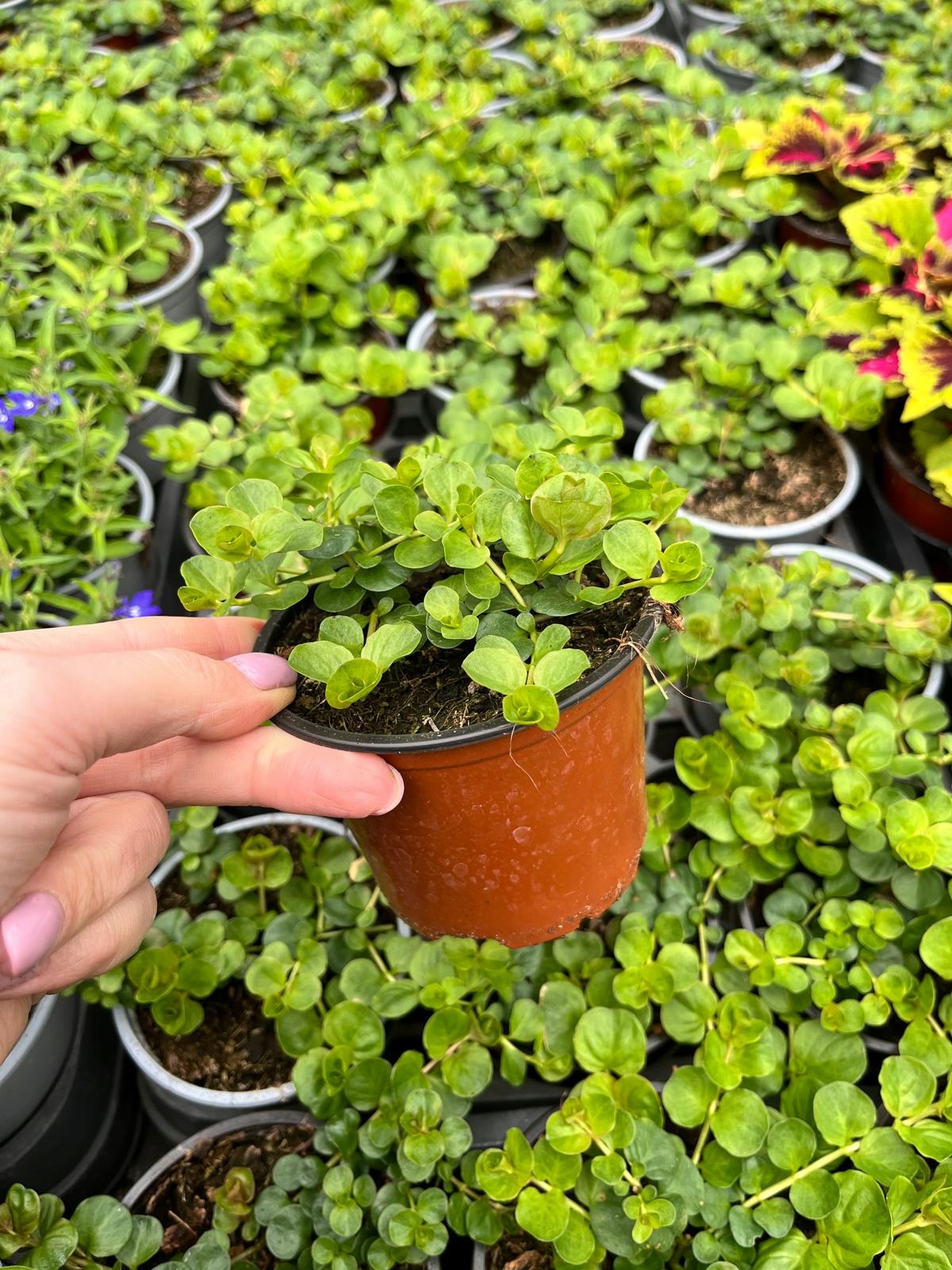 Tojeść Zielona Lysimachia nummularia - mrozoodporna - wieloletnia bylina - obrazek 3
