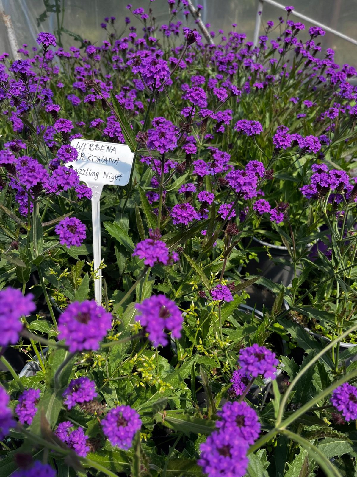 Werbena Żyłkowana Verbena Rigida Dazzling Night - duża sadzonka - obrazek 3
