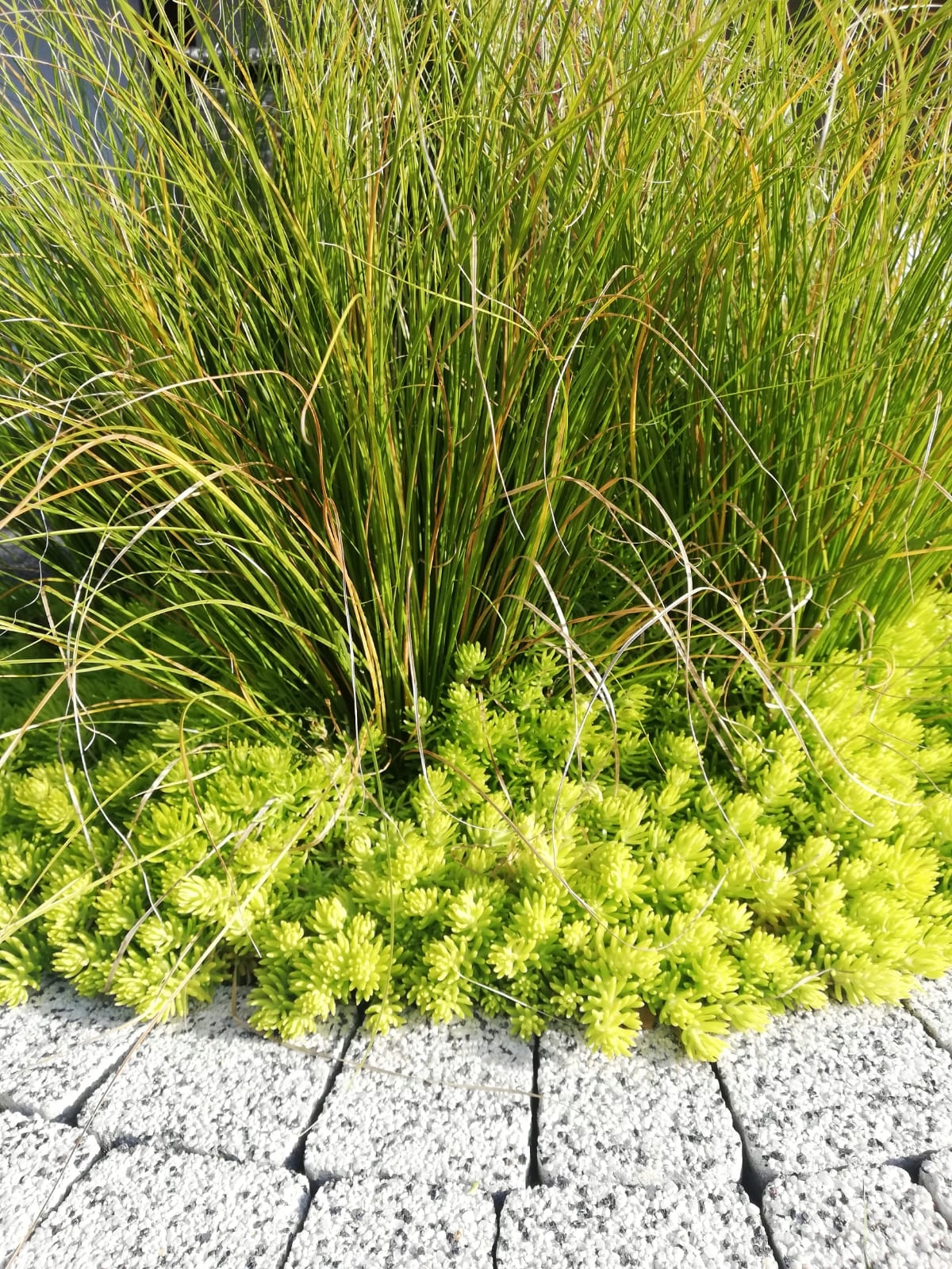 Sedum Rozchodnik Lemon Ball - sadzonka w doniczce - obrazek 3