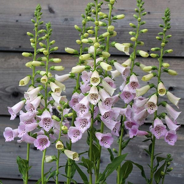 Naparstnica Digitalis purpurea Camelot LAVENDER - duża sadzonka