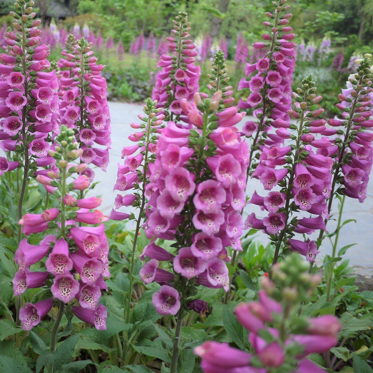 Naparstnica Digitalis purpurea Camelot ROSE - duża sadzonka - obrazek 3