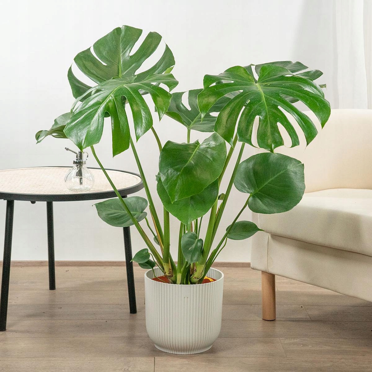 Monstera Deliciosa Monstera Dziurawa - roślina domowa - sadzonka - obrazek 9