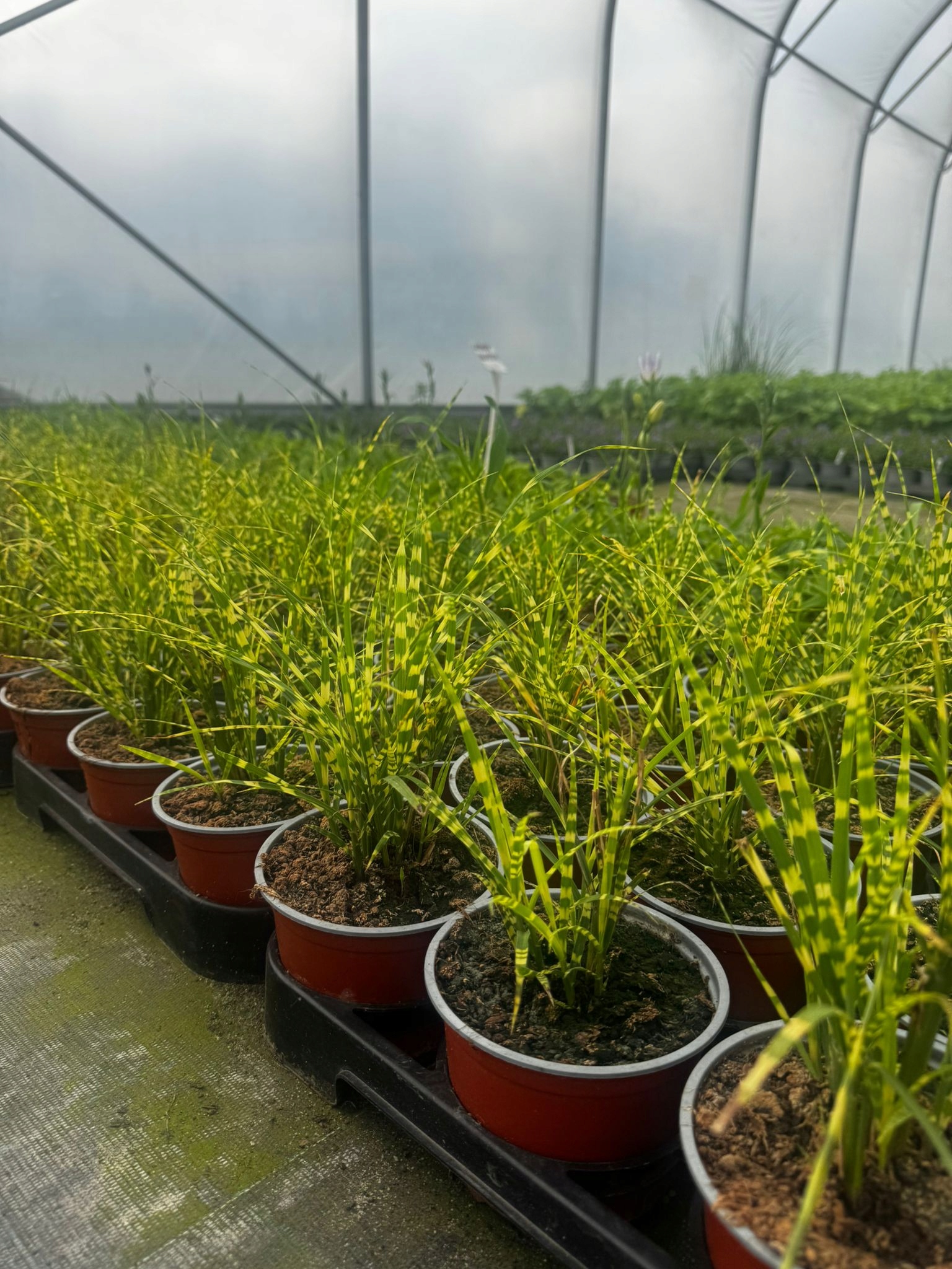 Miskant Chiński Gold Bar Miscanthus sinensis -sadzonka - obrazek 3