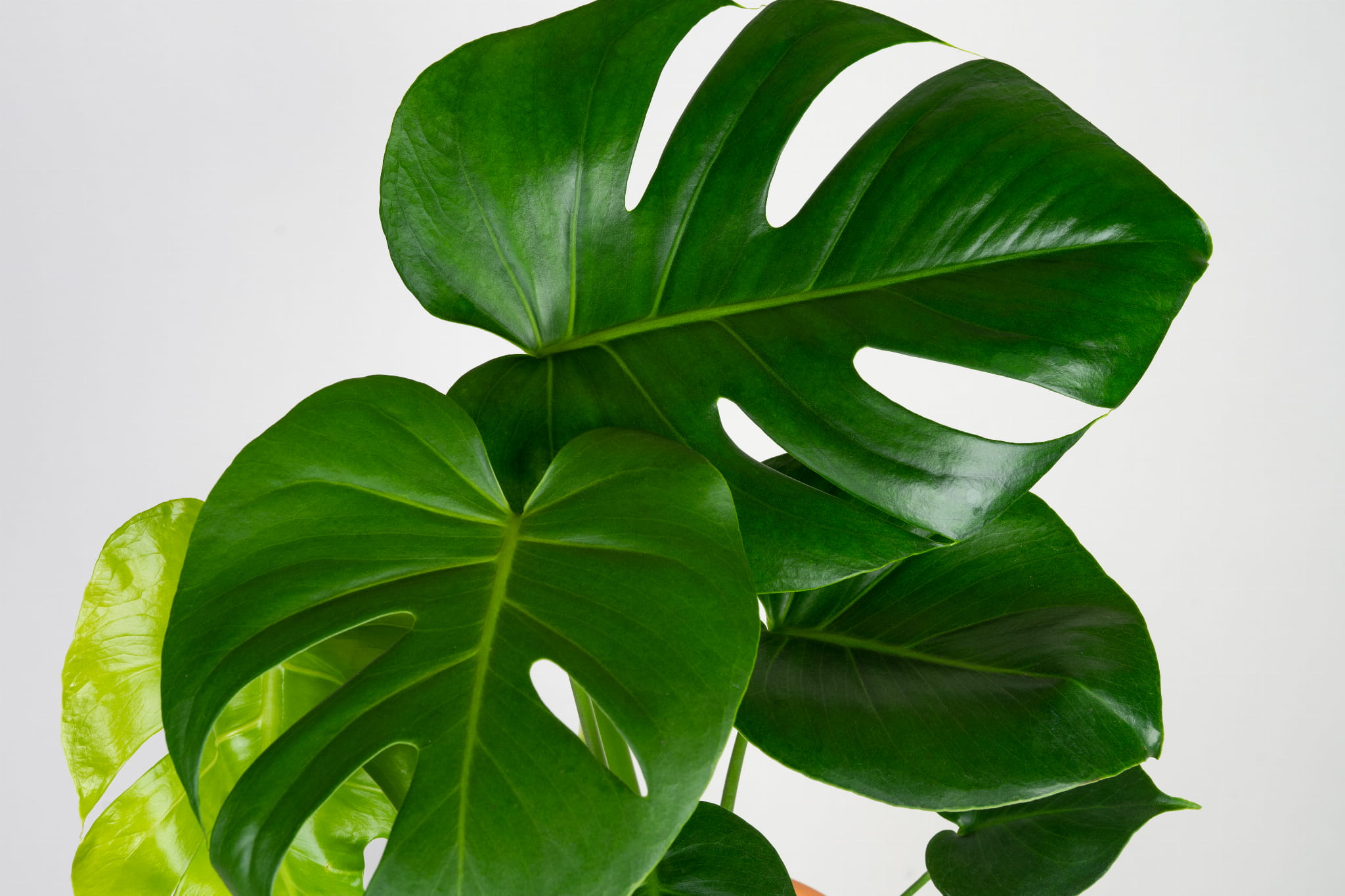 Monstera Deliciosa Monstera Dziurawa - roślina domowa - sadzonka - obrazek 4