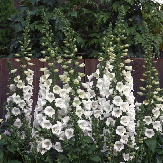 Naparstnica Digitalis purpurea Camelot WHITE - duża sadzonka