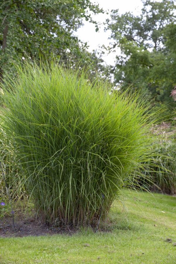 Trawa- Miscanthus DAVID - obrazek 4