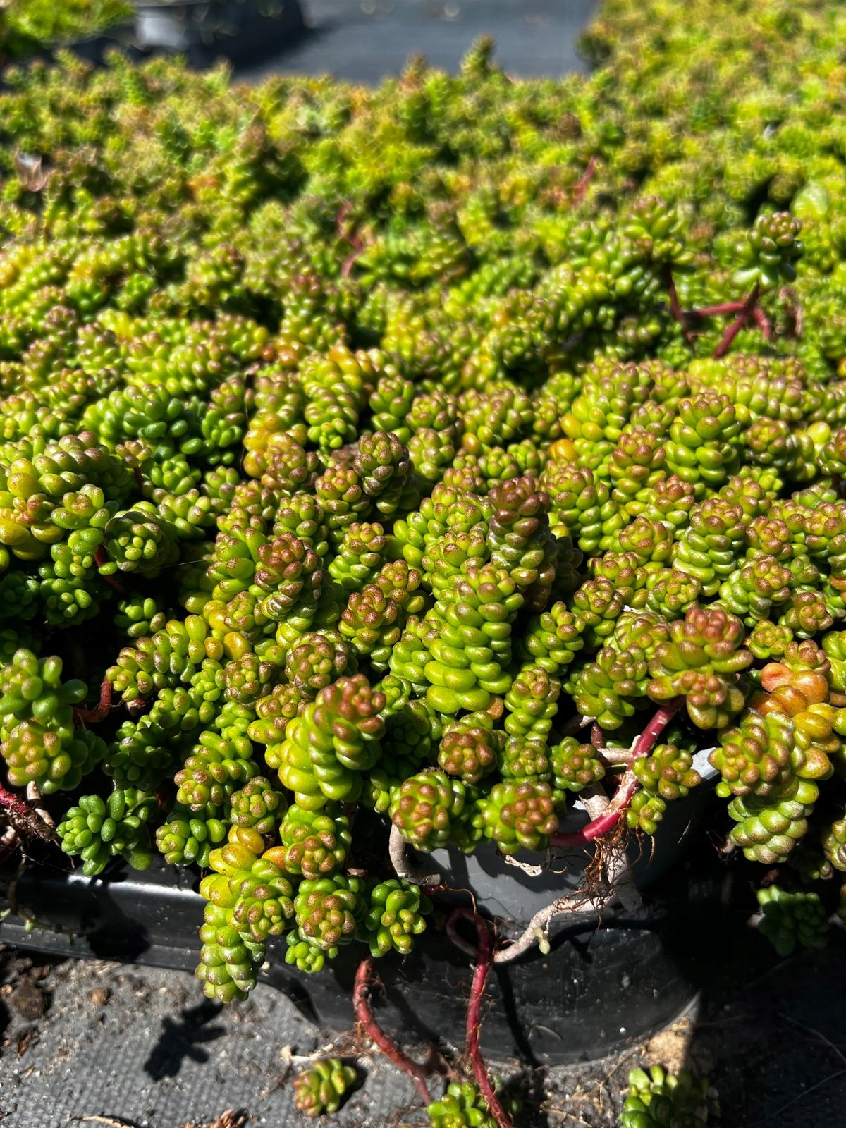 Sedum Album Rozchodnik Biały - sadzonka - obrazek 2