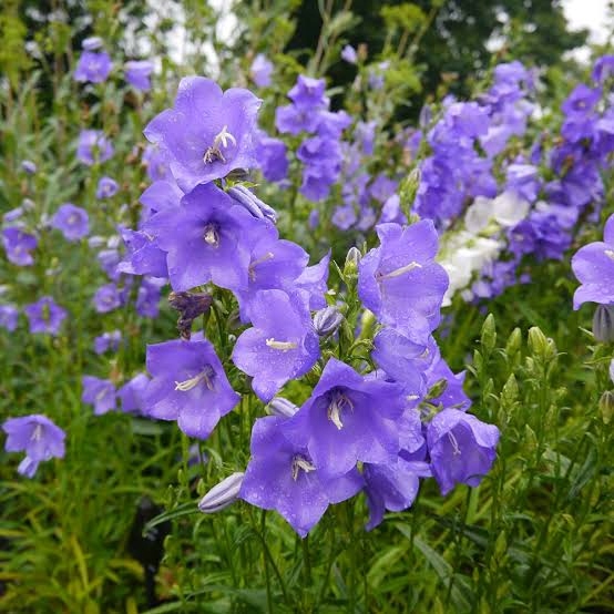 Dzwonek brzoskwiniolistny Campanula persicifolia MIX - sadzonka - obrazek 3