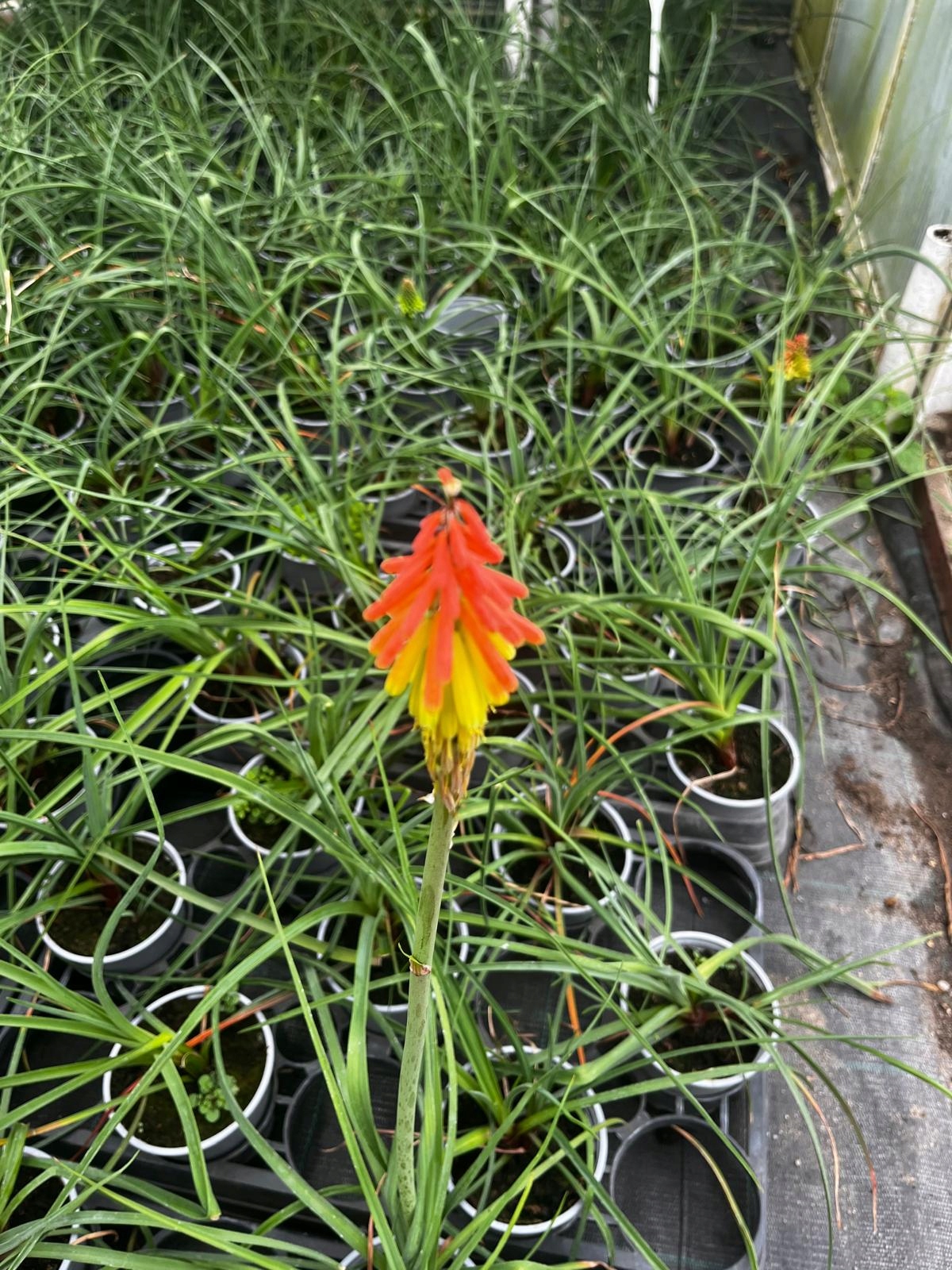Trytoma groniasta Golden Yellow Shades - sadzonka - obrazek 9